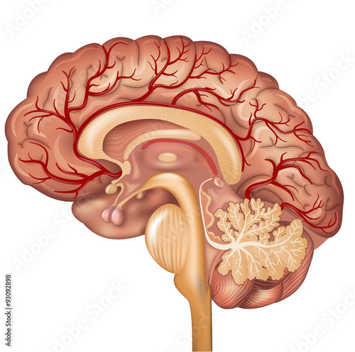 Brain and Blood vessels of the brain