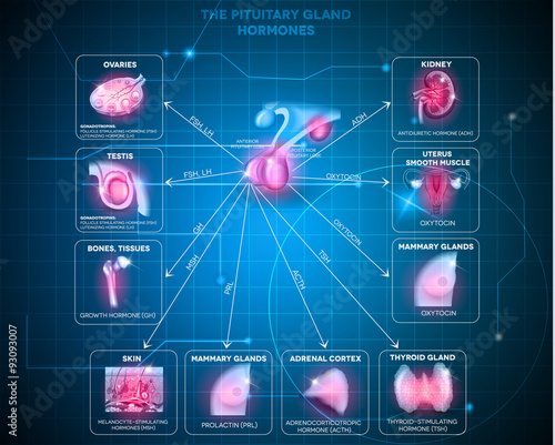 Pituitary gland hormones background