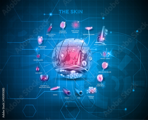 Skin anatomy background