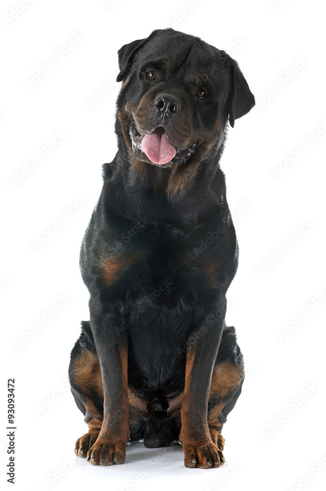 Obraz premium rottweiler