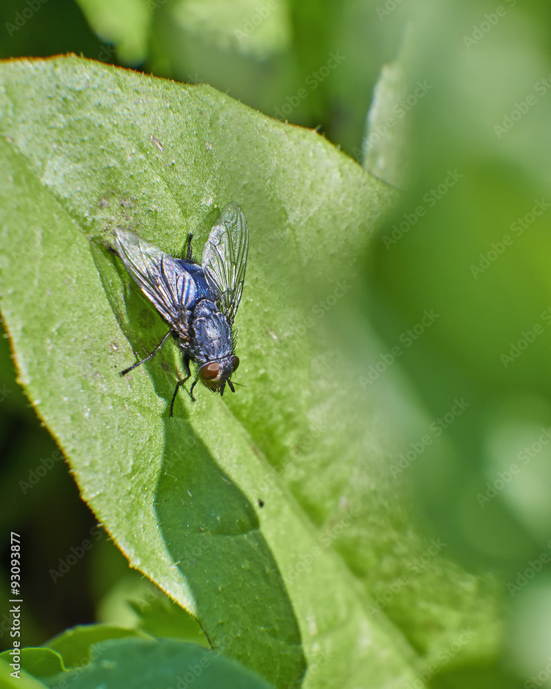 fly on green leaf close up fly on green leaf close up