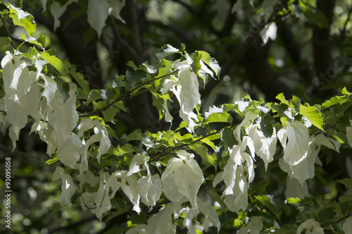 Handkerchief tree Davidia involucrata