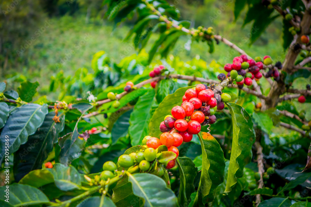 Coffee farm in Manizales, Colombia Coffee farm in Manizales, Colombia