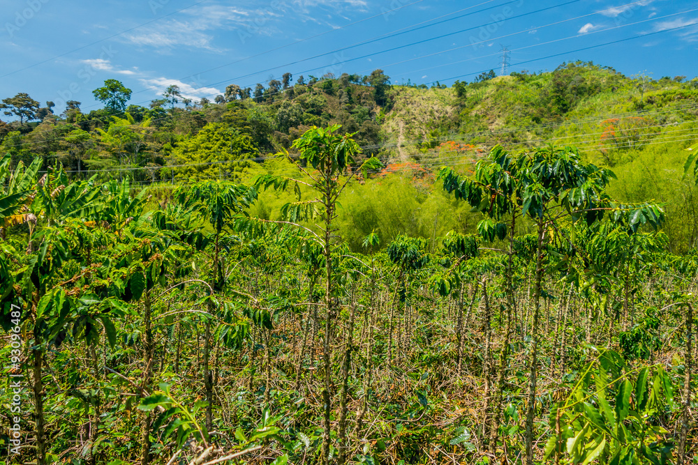 Coffee farm in Manizales, Colombia