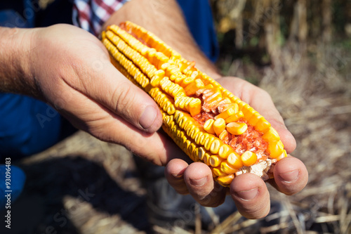 Farmer holding corn cob in hand in corn field