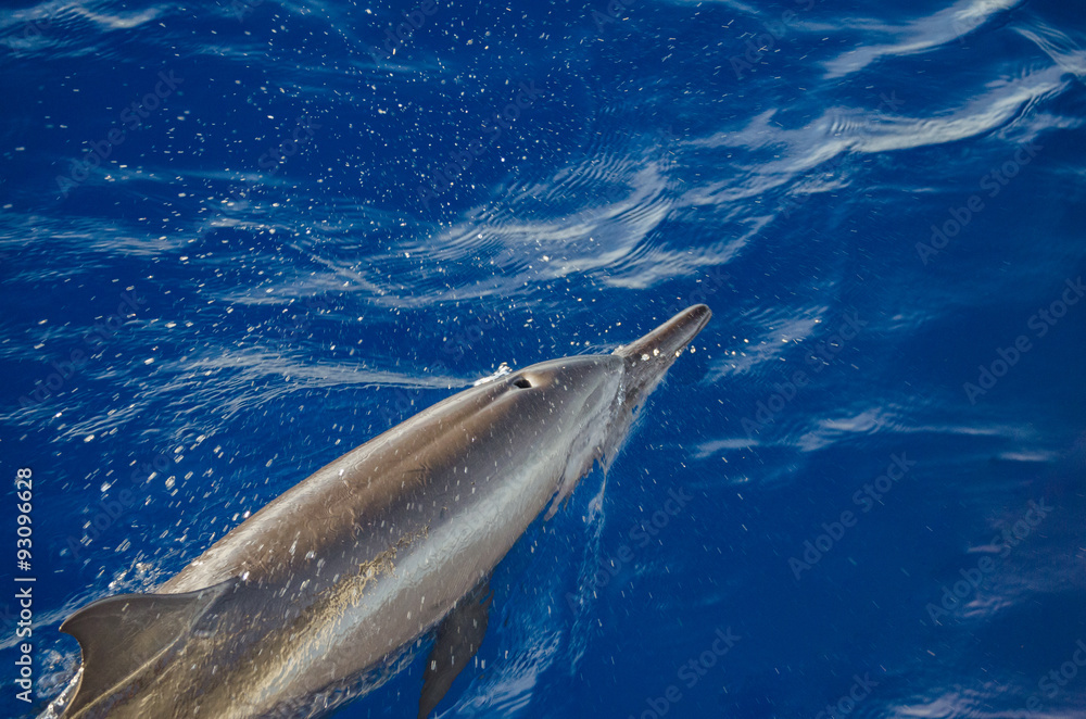 Fototapeta premium Delfin in Malediven