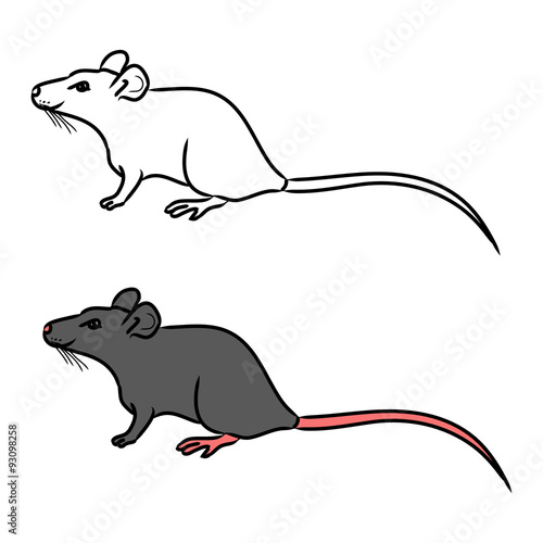 Rat, mouse - sketch, the drawing in color
