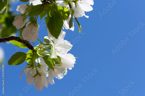 Branch of the blossoming pear tree against the blue sky