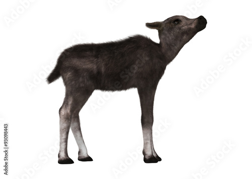 Caribou Calf