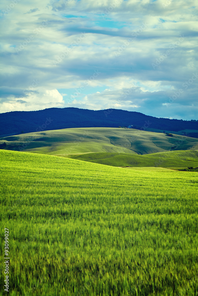 Naklejka premium Tuscany hills