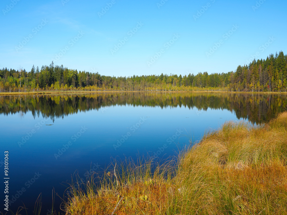Forest Lake at sunrise morning. Grass and trees reflected in quiet water. Blue sky. Early autumn in Eastern Finland