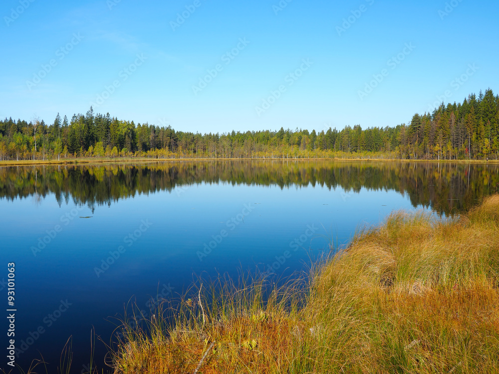 Forest Lake at sunrise morning. Grass and trees reflected in quiet water. Blue sky. Early autumn in Eastern Finland Forest Lake at sunrise morning. Grass and trees reflected in quiet water. Blue sky. Early autumn in Eastern Finland