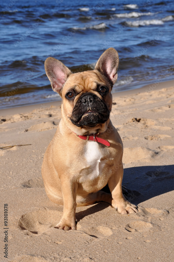 French Bulldog dog on the sea