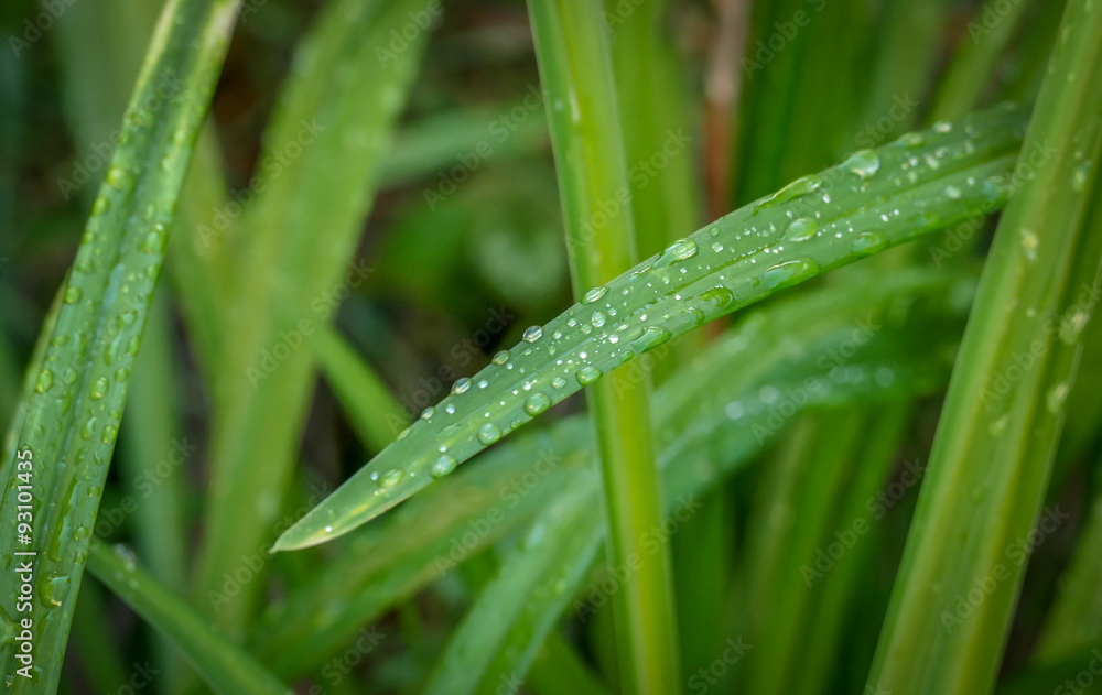 Long green tropical leaves, intersecting, with drops of rainwater Long green tropical leaves, intersecting, with drops of rainwater