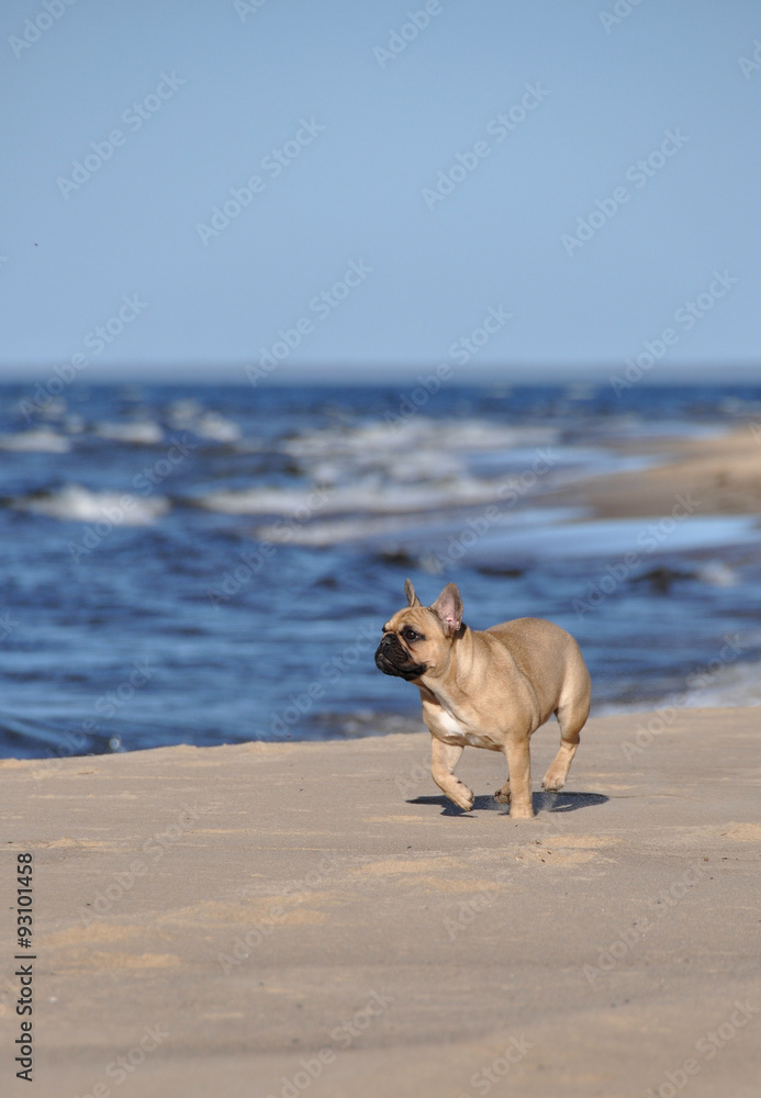 French Bulldog dog on the sea