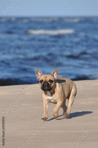Fototapeta Naklejka Na Ścianę i Meble -  French Bulldog dog on the sea