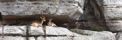 Bouquetins ibériques - El Torcal de Antequera / Andalousie (Espagne)
