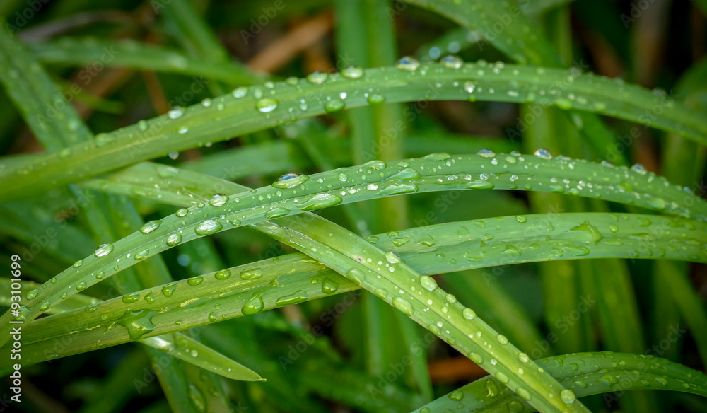 Long green tropical leaves, intersecting, with drops of rainwater Long green tropical leaves, intersecting, with drops of rainwater