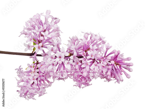 light pink lilac inflorescence on white