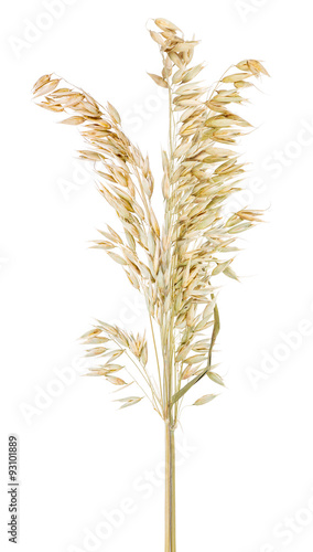 bunch of dry oat isolated on white