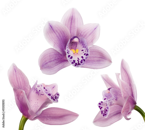 Fototapeta Naklejka Na Ścianę i Meble -  three light violet blooms of orchid on white