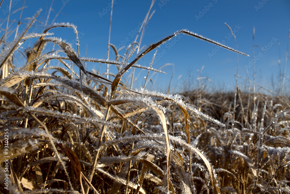 Obraz premium the grass is covered with frost