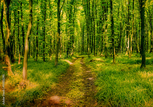 beautiful green forest