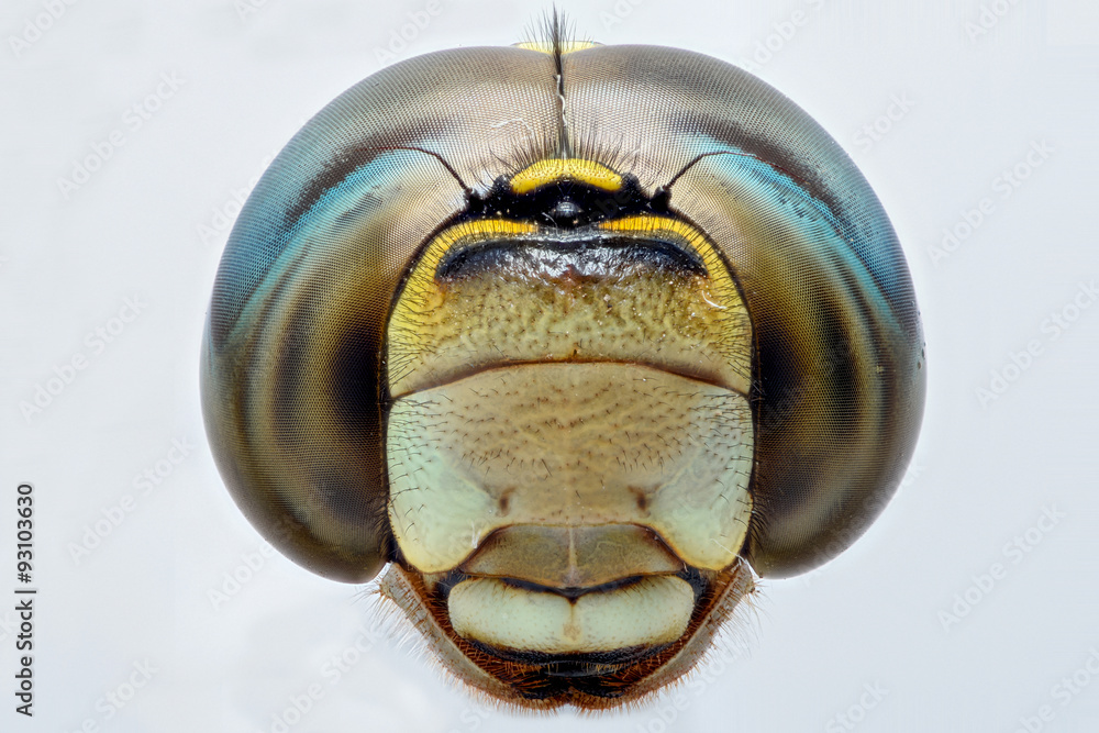 Extreme closeup of a Dragonfly head front view Stock Photo Adobe Stock