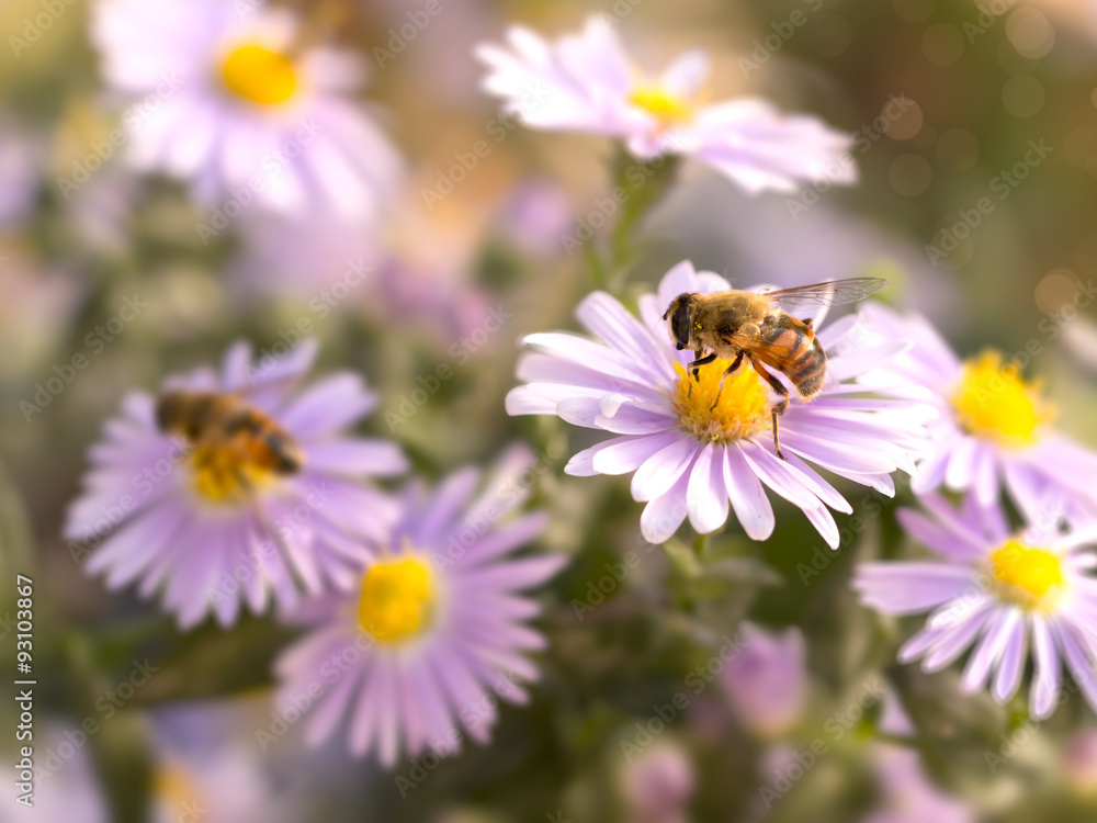 closeup honey bee on blue New York aster ( (botanical name: Aster novi-belgii or Symphyotrichum novi-belgii) closeup honey bee on blue New York aster ( (botanical name: Aster novi-belgii or Symphyotrichum novi-belgii)
