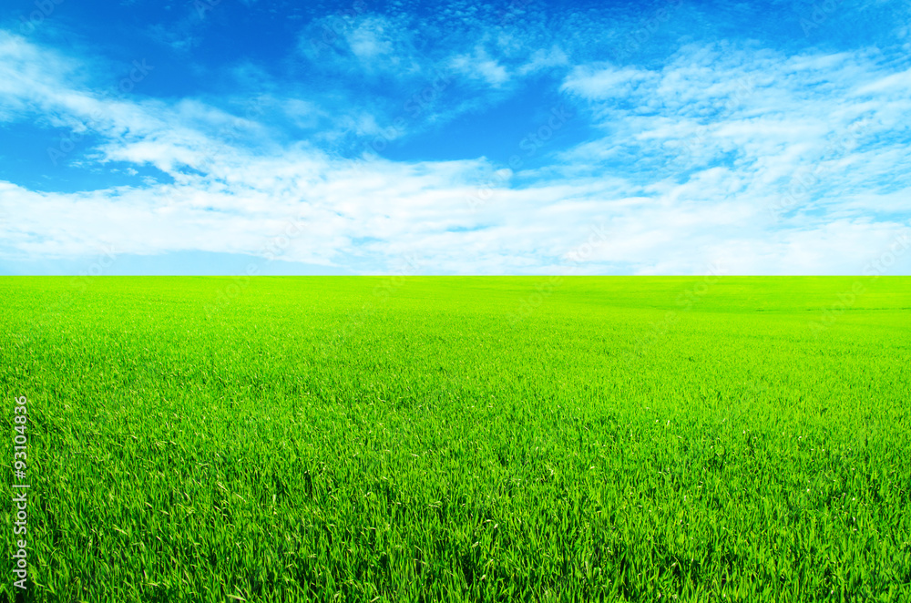 Green field with blue sky