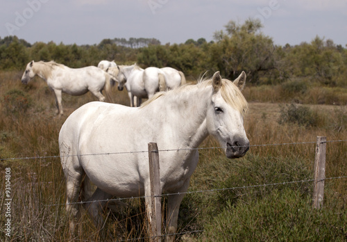 Fototapeta Naklejka Na Ścianę i Meble -  White horses in a farm