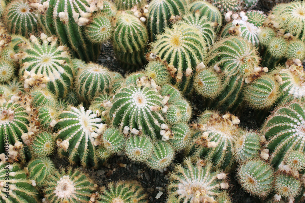 Cactus. Green cactus thorns in the cultivation bowl ,it has lots of small long green stings. Cactus. Green cactus thorns in the cultivation bowl ,it has lots of small long green stings.