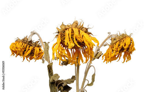 Three dried sunflowers isolated on white background