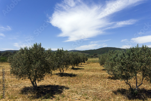Olive trees in agricultural land at mediterranean country