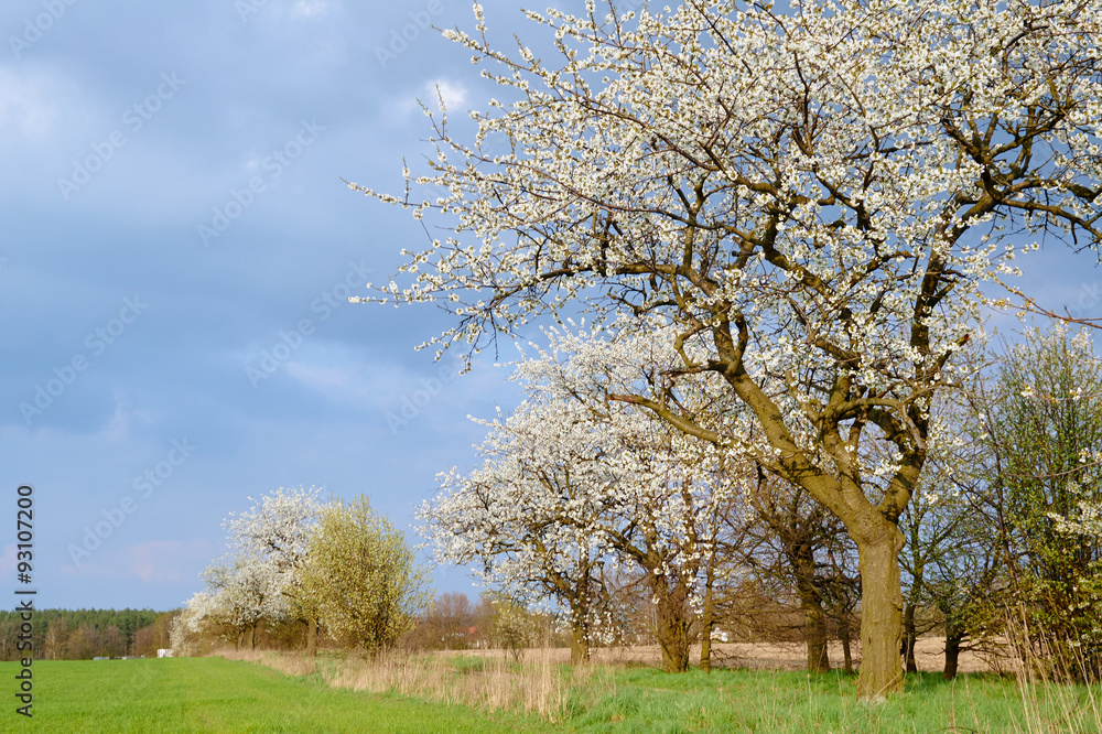 Dirt road and flowering trees in Poland. Dirt road and flowering trees in Poland.