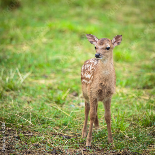 Little sika deer