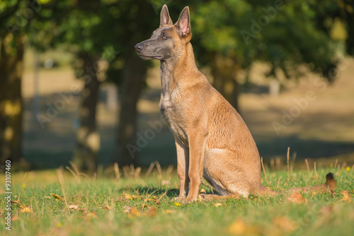 Belgian Malinois young puppy in the park fields