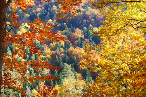 Colorful autumn