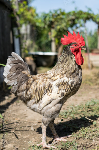 Big rooster standing up