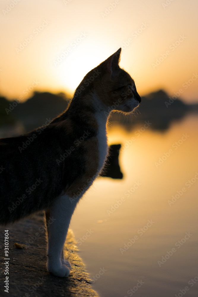 Cat looking at a lake with a dramatic sunset. Cat looking at a lake with a dramatic sunset.