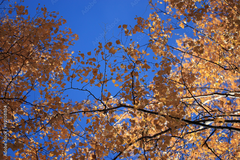trees blue sky yellow leaves up