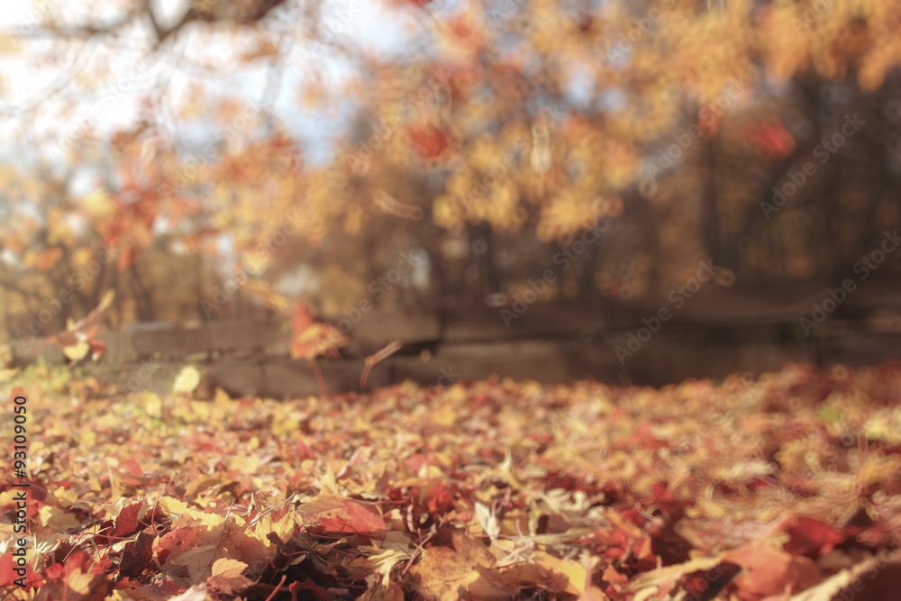 blurred background autumn leaves yellow trees blurred background autumn leaves yellow trees
