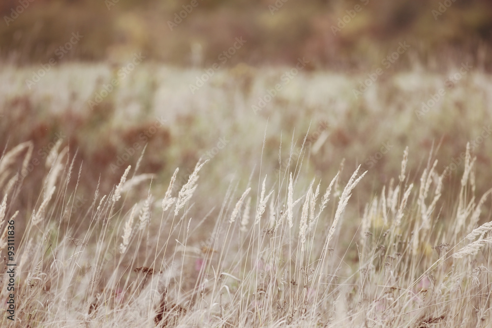 Fototapeta premium background autumn grass