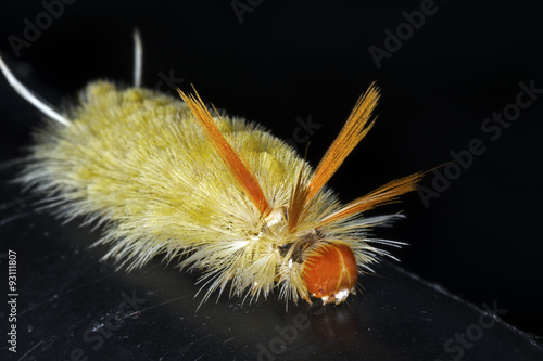 Sycamore Tussock  Moth  Caterpillar, © Brian E Kushner
