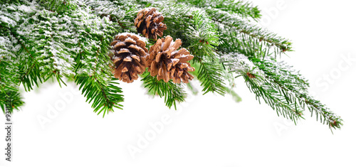 Fir branch with snow and cones photo