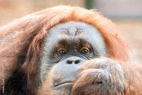 Sticker orangutan monkey close up portrait