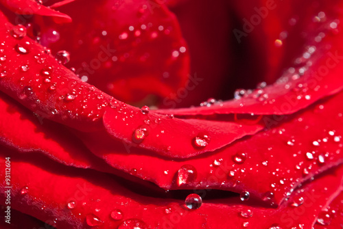 Red rose, water drops