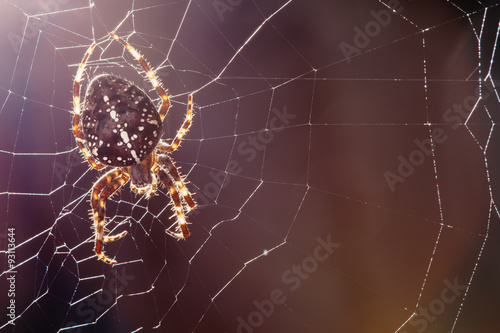 Fototapet Scary garden spider