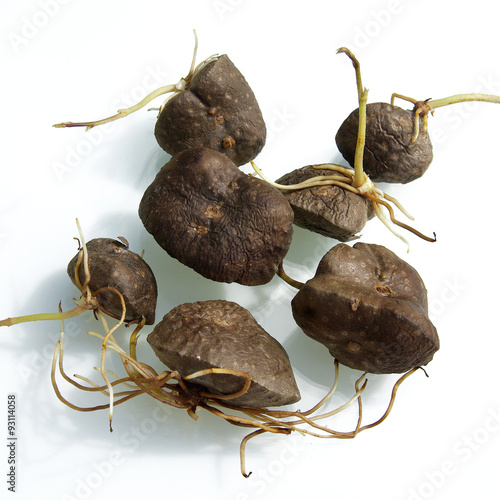 Pommes en l’air de la Réunion [igname, hoffe, Dioscorea bulbifera] photo