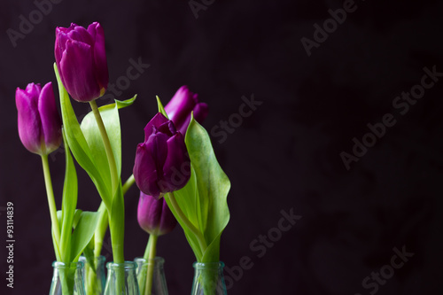 Violette Tulpen in Wassergläsern vor dunklem Hintergrund #93114839